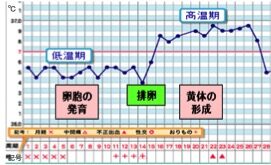第七回 注射や内服薬にはどんな効果がありますか 不妊治療 不妊専門 田村秀子婦人科医院